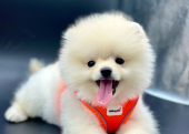 Pomeranian Boo